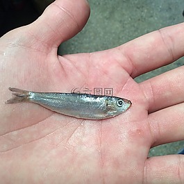 鱼,鱼宝宝,孔雀鱼