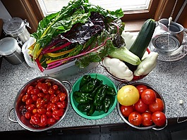 叶甜菜,花园,蔬菜