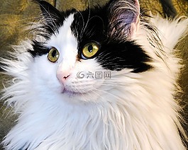 猫,天使猫,基蒂