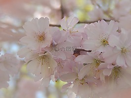 尝试,玻璃,春天
