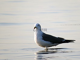 海鸥,海鸟,海鸥在海上