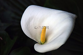 花,白,洁白的花朵