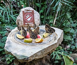 蝴蝶,吃水果,热带