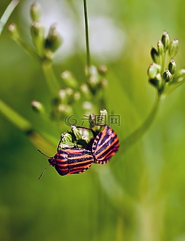昆虫,graphosoma,baldaszówka