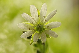 花,白,明确
