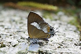 蝴蝶,生物,昆蟲