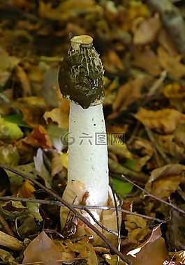 常见 stinkmorchel,蘑菇,阴茎出菇