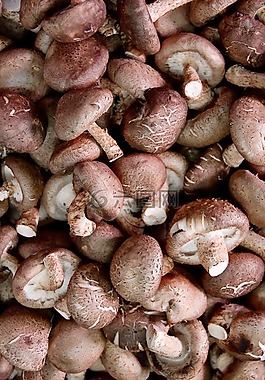 蘑菇,美味,冠军