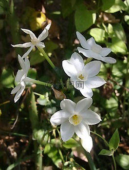 水仙,洁白的花朵,鲜花