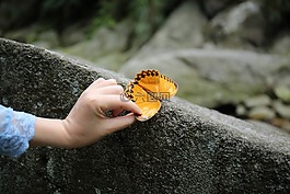 蝴蝶,黄蝴蝶,花蝴蝶