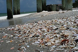 贻贝,海滩,贝壳