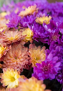 花,橙色,黄玫瑰