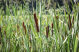 香蒲,花,湖