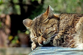 猫,睡眠,花园