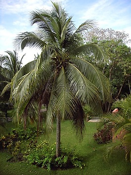 棕榈,热带地区,热带