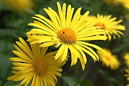 花,黄色,美容