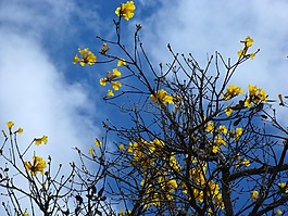 ipê,黄色,植物区系