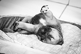 小狗,睡觉