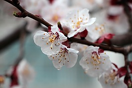 杏树的花,鲜花,木材