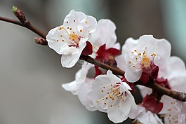 李子树,梅花,鲜花