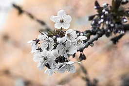 樱花,洁白的花朵,春