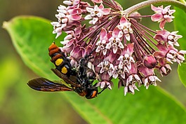 巨型 tőrösdarázs,megascolia 斑,昆虫