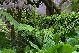 蕨类植物,森林,buçaco