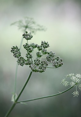 牛欧芹,野生围,野生喙欧芹