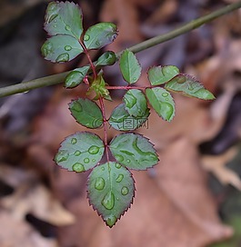 新玫瑰叶子,雨,雨点