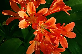 君子兰花期,厂,红色