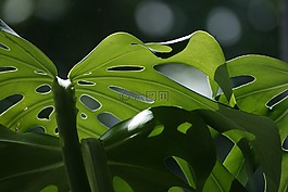 龟背竹,叶,自然