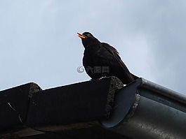 从屋顶黑鸟口哨,黑鸟男性,黑鸟