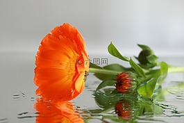 花,镜子,花卉解码