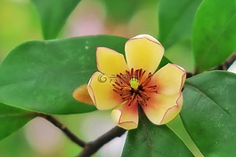 花,含笑,植物