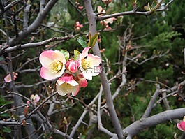桃花,唯美,美景
