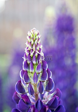 夏季,鲜花,夏季花卉
