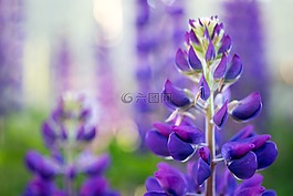 夏季,鲜花,夏季花卉