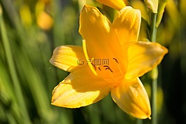 夏季,鲜花,夏季花卉