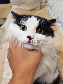 可爱,猫咪,喵