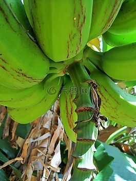 香蕉树,树,香蕉