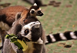 猴子,狐猴,可爱