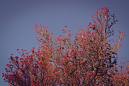 树,性质,刺苹果