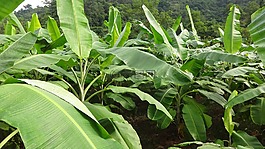香蕉,香蕉园,尼泊尔香蕉的农场
