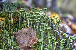 moss,植物,秋季