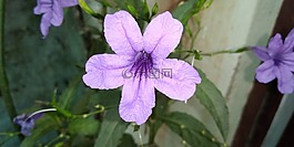 蓝色的花,蓝色花,花