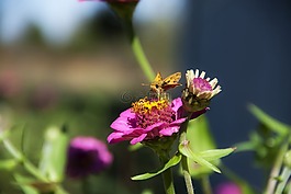 鲜花,蝴蝶,特写