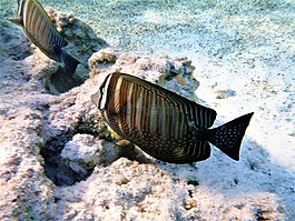 zebrasoma,多色,鱼