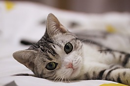 cat,pet,animal