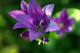 铃声,花,木栅