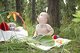 拍照,森林,野生木